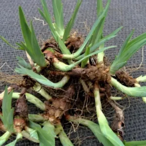 Crested Wild Iris Roots - Iris cristata - Perennial Woodland Flower - Set of 5 - Image 4
