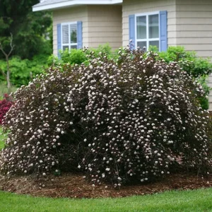 Crimson Diablo Ninebark Live Plant – 1 Gallon Pot – Purple Foliage Outdoor Shrub - Image 1