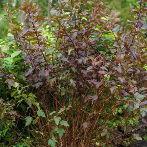 Crimson Diablo Ninebark Live Plant – 1 Gallon Pot – Purple Foliage Outdoor Shrub - Image 7
