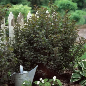 Crimson Diablo Ninebark Live Plant – 1 Gallon Pot – Purple Foliage Outdoor Shrub - Image 8