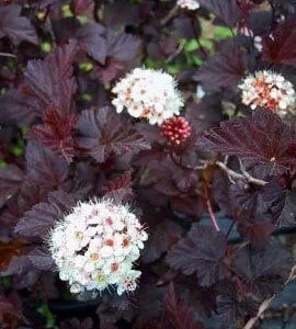 Crimson Diablo Ninebark Live Plant - 2.5 inch Pot, Purple Foliage Shrub, Outdoor - Image 2