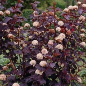 Crimson Diablo Ninebark Live Plant - 2.5 inch Pot, Purple Foliage Shrub, Outdoor - Image 1