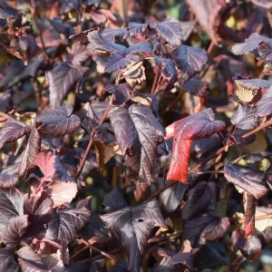 Crimson Diablo Ninebark Live Plant – 6-12