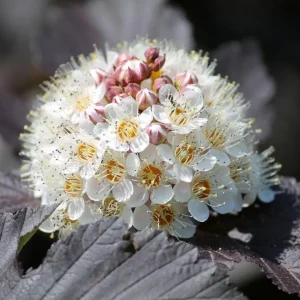 Crimson Diablo Ninebark Live Plant – 6-12