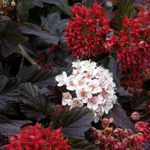 Crimson Diablo Ninebark Live Plant – 6-12