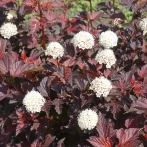 Crimson Diablo Ninebark Live Plant – Quart Pot – Deciduous Shrub – Outdoor - Image 3