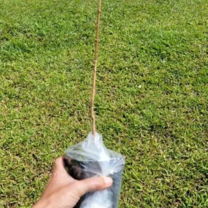 Crimson Diablo Ninebark Live Plant – Quart Pot – Deciduous Shrub – Outdoor - Image 4