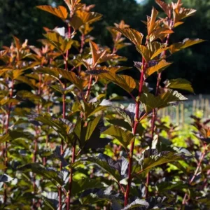 Crimson Diablo Ninebark Live Plant – Quart Pot – Deciduous Shrub – Outdoor - Image 8