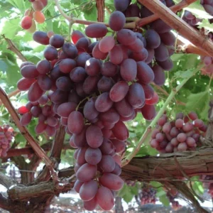 Crimson Seedless Grape Vine Live Plant – 2.5 ft Tall, 3 Years Old, Outdoor - Image 1