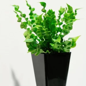 Crispy Wave Fern Live Plant - 2.5" Pot - Asplenium - Indoor Air Purifier - Image 2