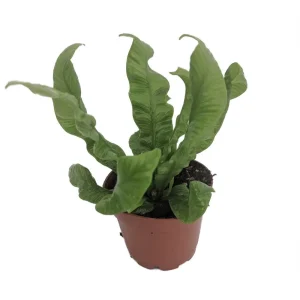 Crispy Wave Fern Live Plant - 2.5" Pot - Asplenium - Indoor Air Purifier - Image 1