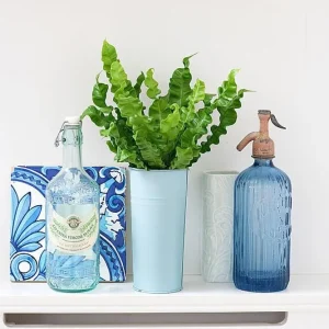 Crispy Wave Fern Live Plant - 2.5