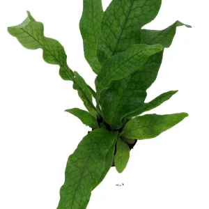 Crocodile Fern Live Plant – Microsorum musifolium 'Crocodyllus' – 4 inch Pot – Indoor - Image 3