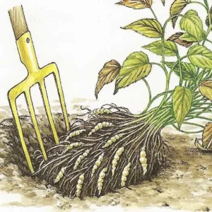 Crosnes Tubers - Chinese Artichoke Edible Plant Rhizomes - Crunchy & Delicious - Image 2