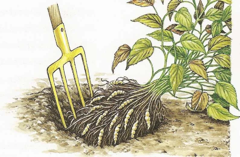 Crosnes Tubers - Chinese Artichoke Edible Plant Rhizomes - Crunchy & Delicious - Image 2