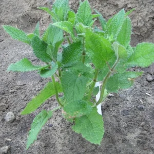 Crosnes Tubers - Chinese Artichoke Edible Plant Rhizomes - Crunchy & Delicious - Image 3
