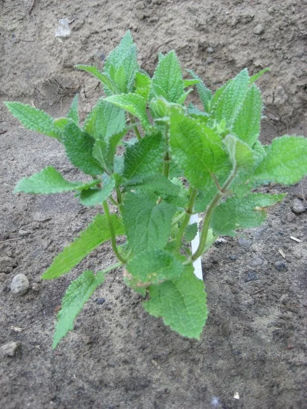 Crosnes Tubers - Chinese Artichoke Edible Plant Rhizomes - Crunchy & Delicious - Image 3