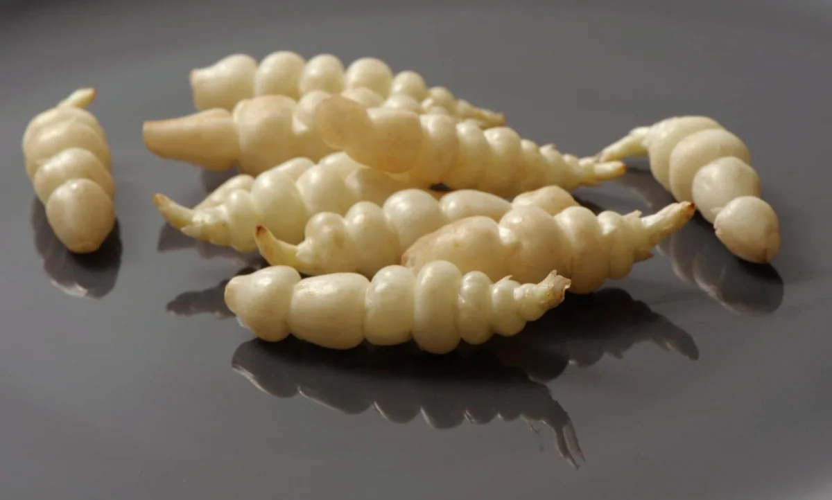 Crosnes Tubers - Chinese Artichoke Edible Plant Rhizomes - Crunchy & Delicious - Image 1