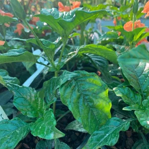 Crossandra Infundibuliformis Orange Live Plant – 4 inch Pot – Indoor/Outdoor - Image 2