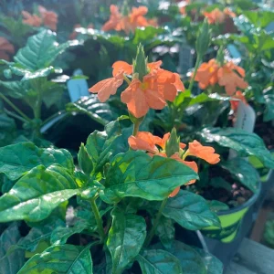 Crossandra Infundibuliformis Orange Live Plant – 4 inch Pot – Indoor/Outdoor - Image 1