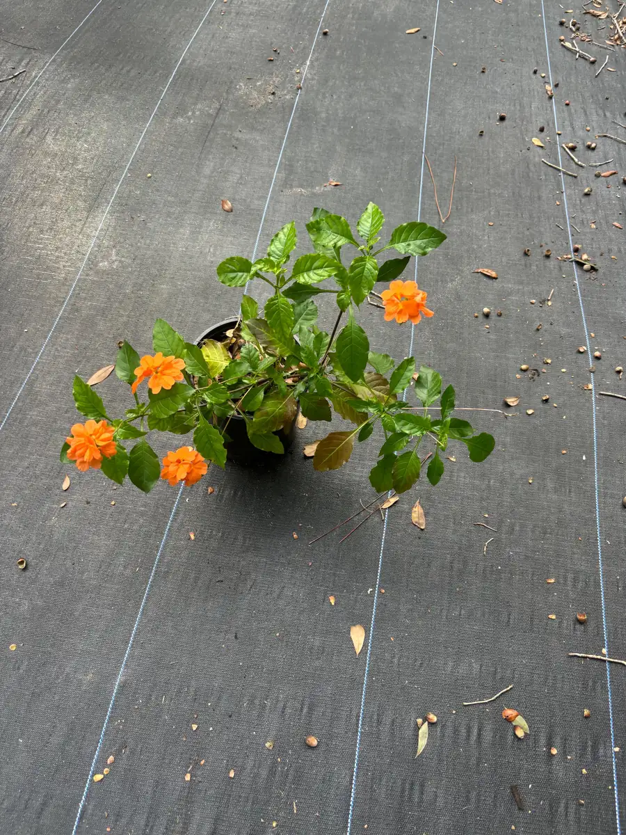 Crossandra Orange Live Plant - Firecracker Flower, Kanakambaram, Tropical Houseplant - Image 3