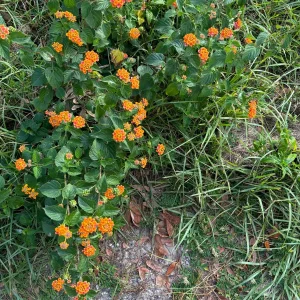 Crossandra Orange Live Plant - Firecracker Flower, Kanakambaram, Tropical Houseplant - Image 4