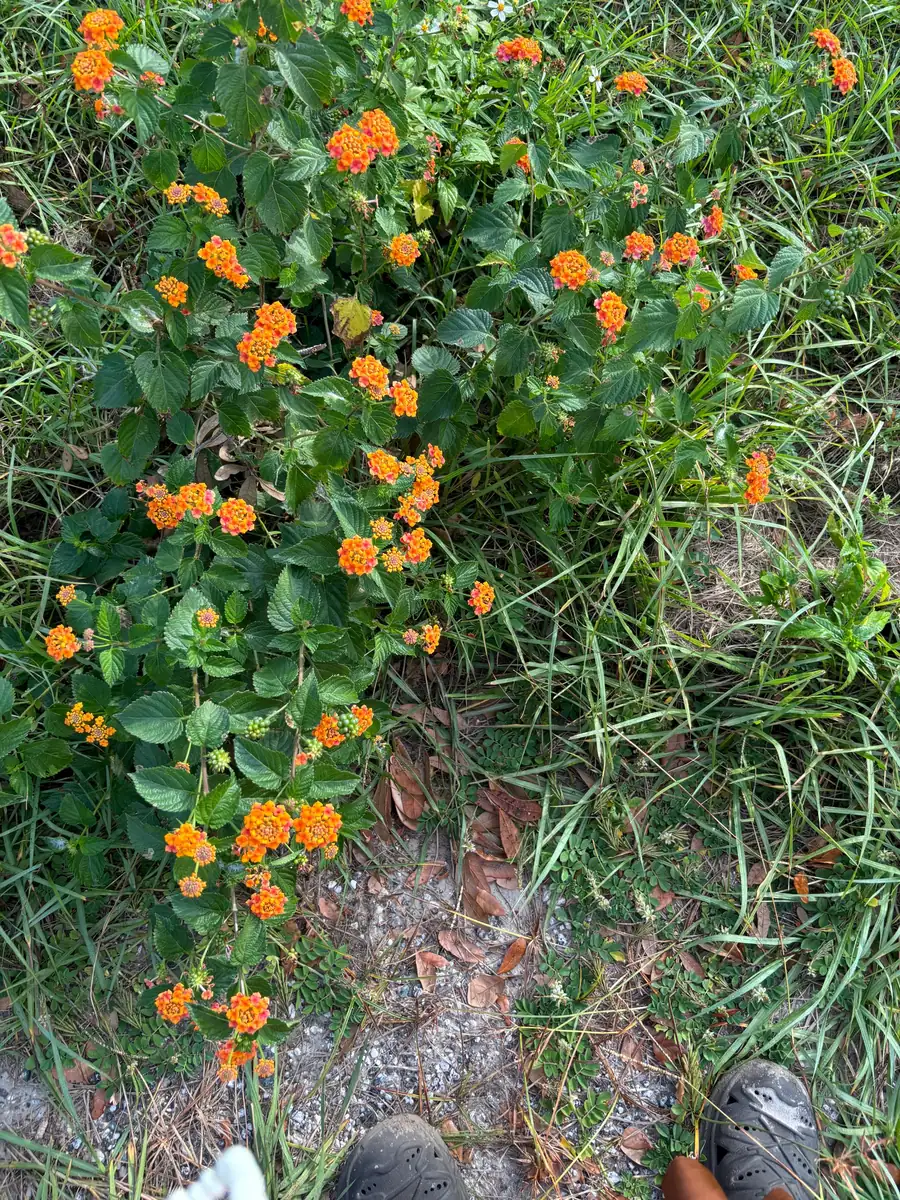 Crossandra Orange Live Plant - Firecracker Flower, Kanakambaram, Tropical Houseplant - Image 4