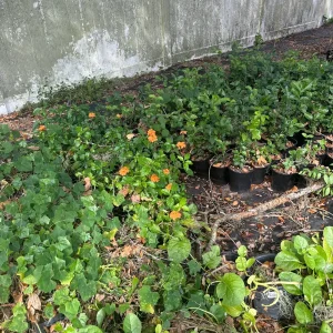 Crossandra Orange Live Plant - Firecracker Flower, Kanakambaram, Tropical Houseplant - Image 5