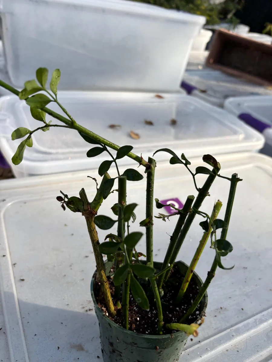 Crossandra Orange Live Plant - Firecracker Flower, Kanakambaram, Tropical Houseplant - Image 7