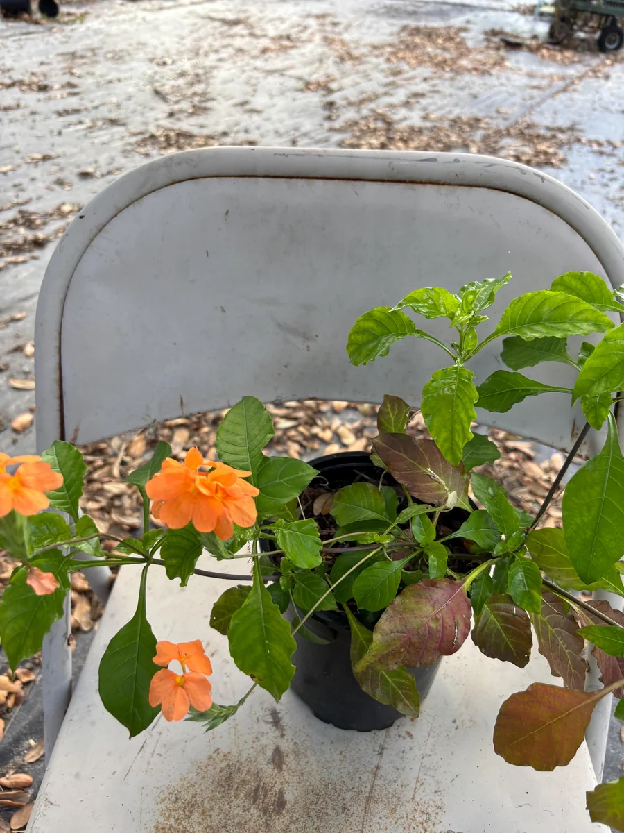 Crossandra Orange Live Plant - Firecracker Flower, Kanakambaram, Tropical Houseplant - Image 1