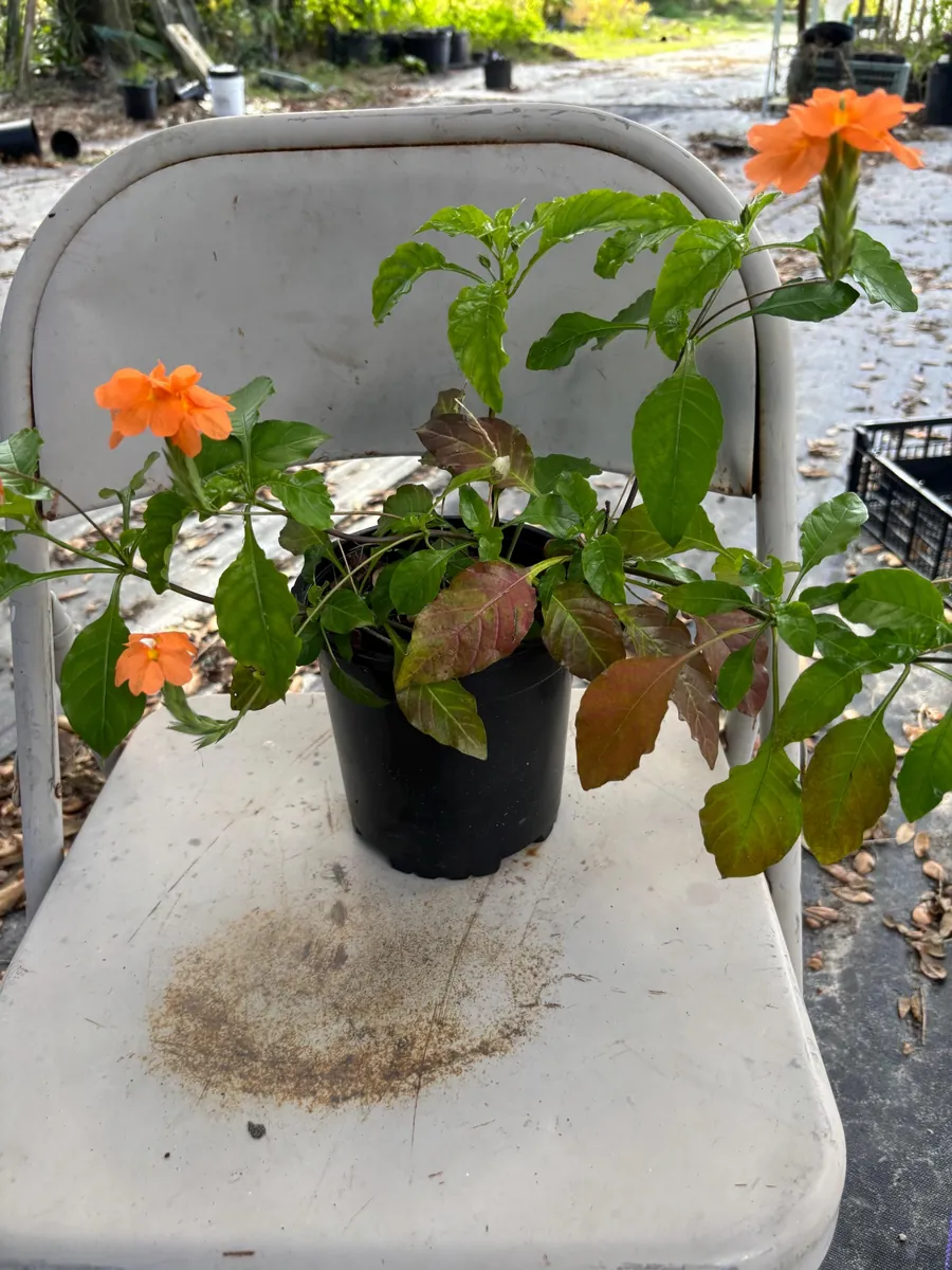 Crossandra Orange Live Plant – Firecracker Flower – Potted Houseplant – Attracts Pollinators - Image 2