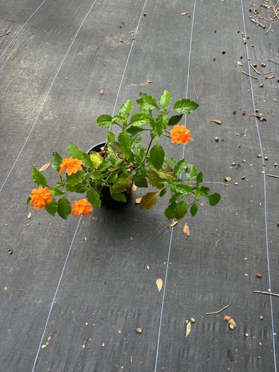 Crossandra Orange Live Plant – Firecracker Flower – Potted Houseplant – Attracts Pollinators - Image 3
