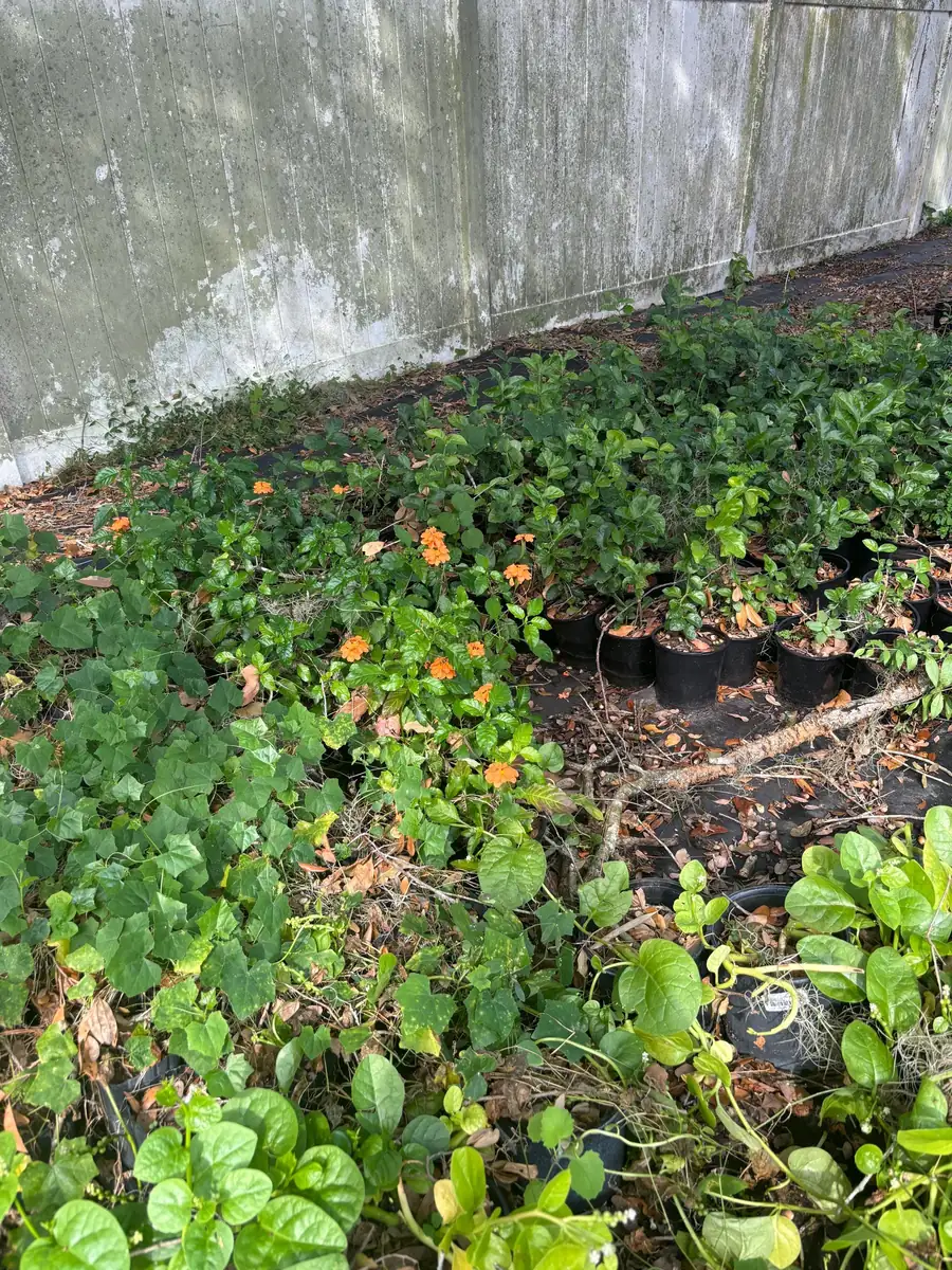 Crossandra Orange Live Plant – Firecracker Flower – Potted Houseplant – Attracts Pollinators - Image 5