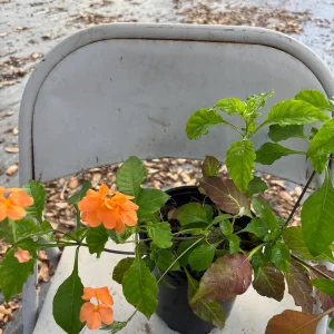 Crossandra Orange Live Plant – Firecracker Flower – Potted Houseplant – Attracts Pollinators - Image 6