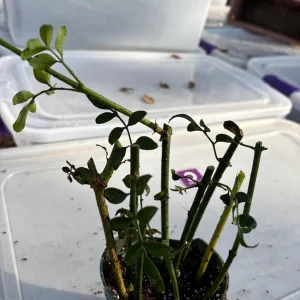 Crossandra Orange Live Plant – Firecracker Flower – Potted Houseplant – Attracts Pollinators - Image 7