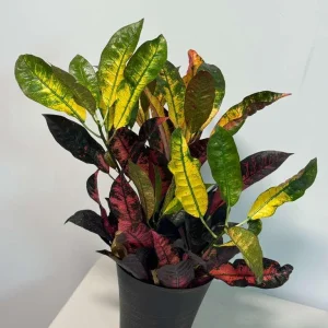 Croton Icetone Live Plant 6 inch Pot - Colorful Foliage Houseplant Indoor - Image 3