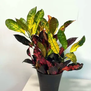 Croton Icetone Live Plant 6 inch Pot - Colorful Foliage Houseplant Indoor - Image 1