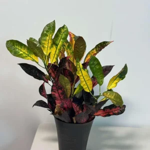 Croton Icetone Live Plant 6 Inch Pot - Colorful Indoor Foliage Houseplant - Image 2