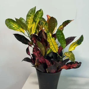 Croton Icetone Live Plant 6 Inch Pot - Colorful Indoor Foliage Houseplant - Image 1