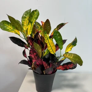 Croton Icetone Live Plant 6 Inch Pot - Colorful Indoor Foliage Houseplant - Image 4