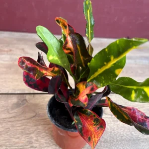 Croton Mamey Live Plant - 4 inch Pot Houseplant - Indoor/Outdoor Foliage - Image 4