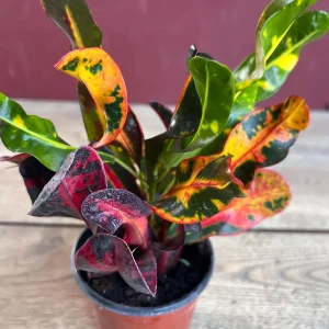 Croton Mamey Live Plant - 4 inch Pot Houseplant - Indoor/Outdoor Foliage - Image 5