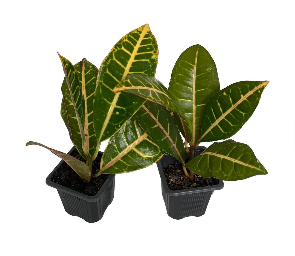 Croton Petra Live Plant - 2 Pack, 3 inch Pots - Colorful Foliage Houseplant - Image 2