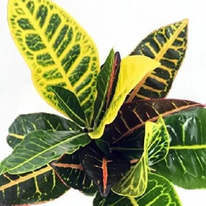 Croton Petra Live Plant - 2 Pack, 3 inch Pots - Colorful Foliage Houseplant - Image 3
