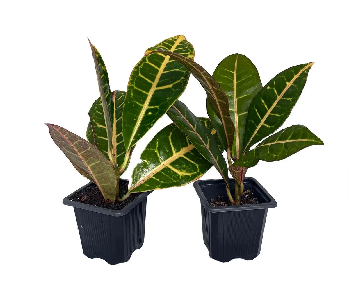 Croton Petra Live Plant - 2 Pack, 3 inch Pots - Colorful Foliage Houseplant - Image 1