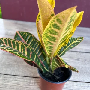 Croton Petra Live Plant - 4 inch Pot - Colorful Indoor Houseplant - Image 3