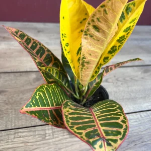 Croton Petra Live Plant - 4 inch Pot - Colorful Indoor Houseplant - Image 1