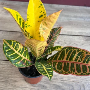 Croton Petra Live Plant - 4 inch Pot - Colorful Indoor Houseplant - Image 6