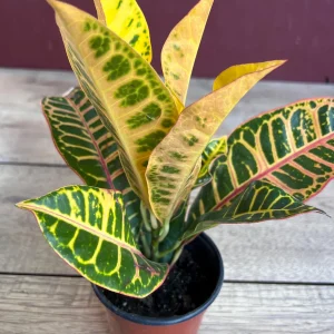 Croton Petra Live Plant - 4 inch Pot - Colorful Indoor Houseplant - Image 8