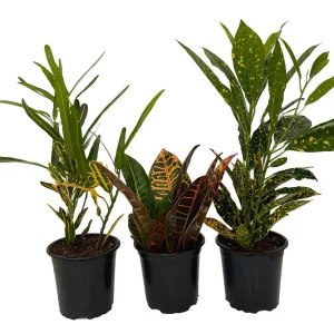 Croton Plant Assortment - 3 Live Indoor Plants in 4-inch Pots - Image 2